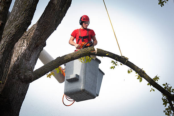 Trusted Bethel Acres, OK  Tree Services Experts